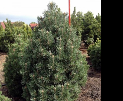 Сосна горная Columnaris в каталоге СЦ Корекозево