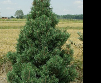 Сосна горная Columnaris в каталоге СЦ Корекозево