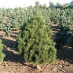 Миниатюра 3. Сосна горная 