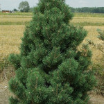 Миниатюра 4. Сосна горная 