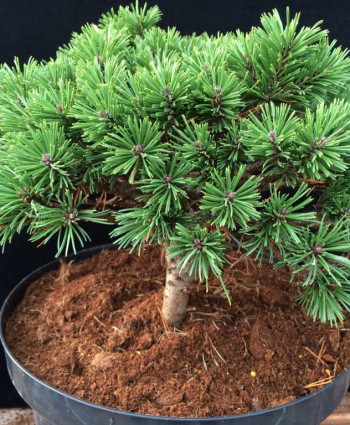 Сосна горная «Erzgebirge» в каталоге СЦ Корекозево