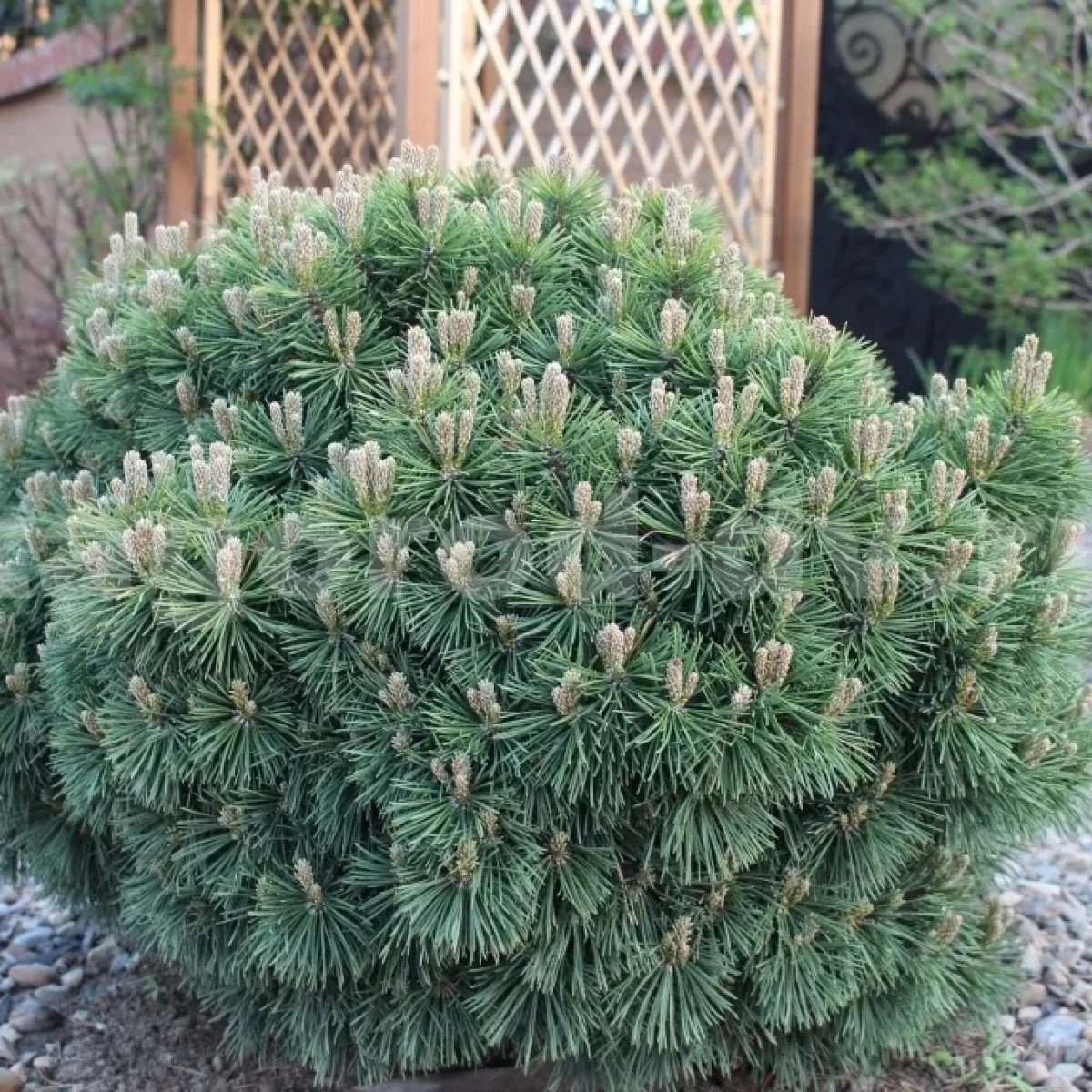 Сосна горная Gnom в каталоге СЦ Корекозево