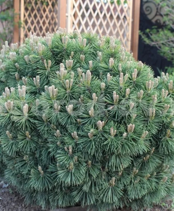 Сосна горная Gnom в каталоге СЦ Корекозево