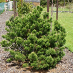 Миниатюра 2. Сосна горная 