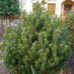 Миниатюра 3. Сосна горная 