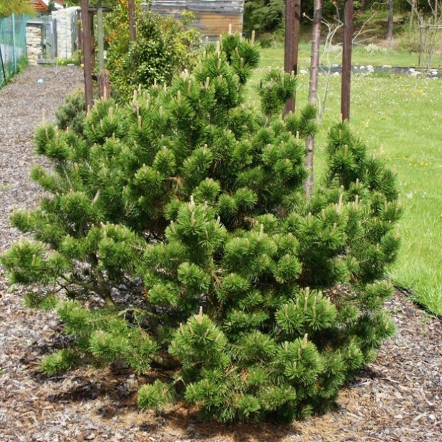 Фото 2. Сосна горная 