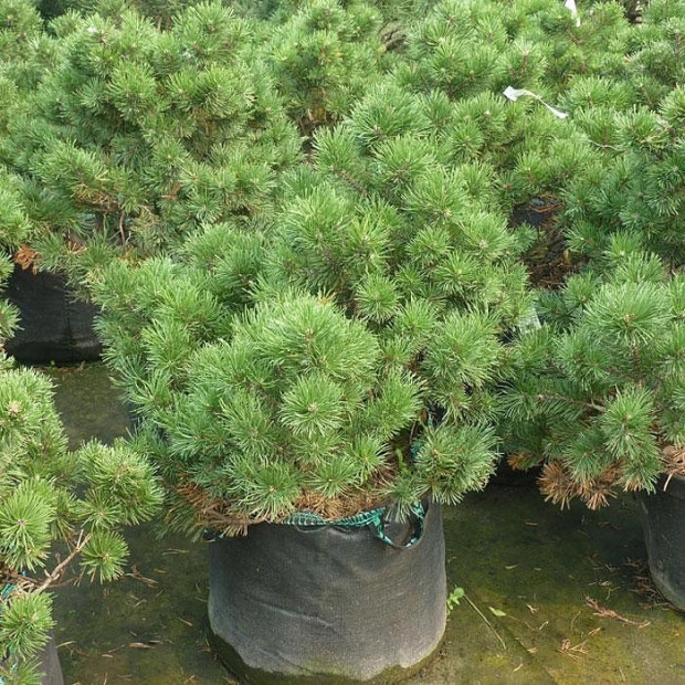 Фото 4. Сосна горная 