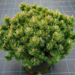 Миниатюра 4. Сосна горная 