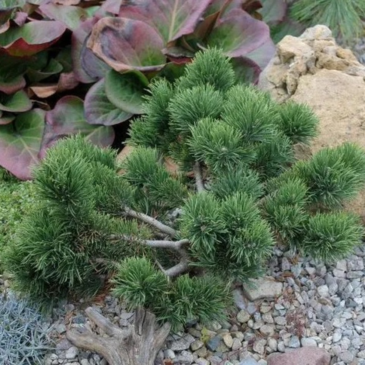 Сосна горная Jakobsen в каталоге СЦ Корекозево