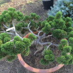 Миниатюра 3. Сосна горная 