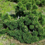 Миниатюра 4. Сосна горная 