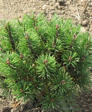 Сосна горная Kornik в каталоге СЦ Корекозево