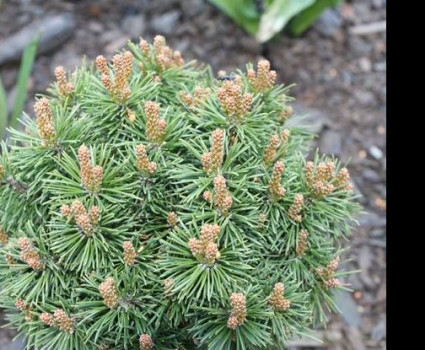 Сосна горная Kornik в каталоге СЦ Корекозево