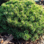 Миниатюра 2. Сосна горная 