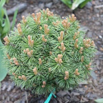 Миниатюра 3. Сосна горная 