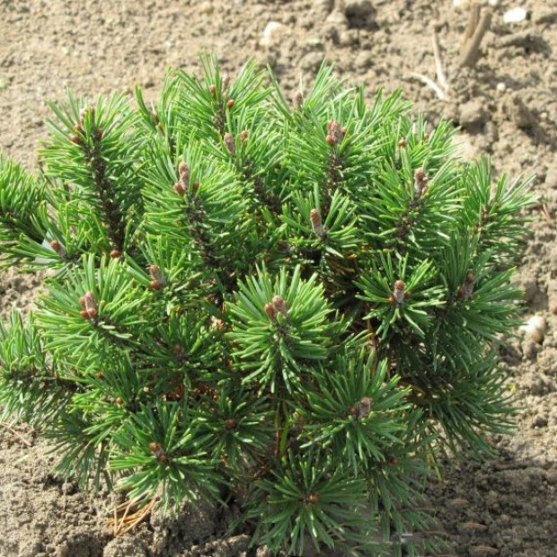 Фото 1. Сосна горная 