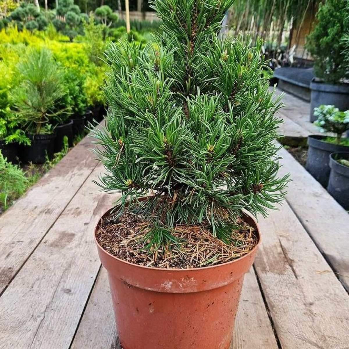 Сосна горная Krnak в каталоге СЦ Корекозево