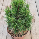 Миниатюра 4. Сосна горная 