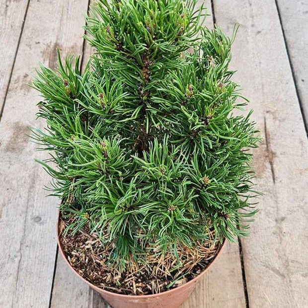 Фото 4. Сосна горная 