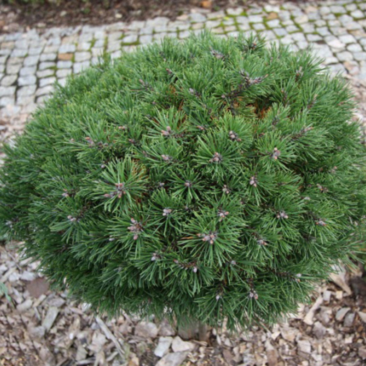 Сосна горная Litomysl в каталоге СЦ Корекозево