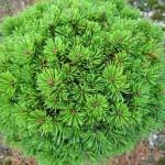 Миниатюра 1. Сосна горная 