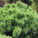 Миниатюра 2. Сосна горная 