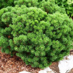 Миниатюра 3. Сосна горная 