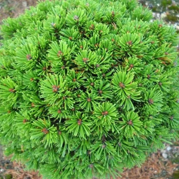 Фото 1. Сосна горная 