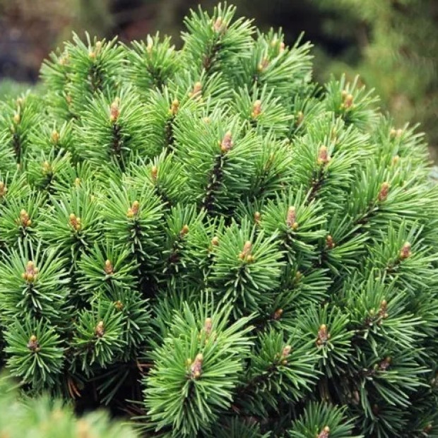 Фото 2. Сосна горная 