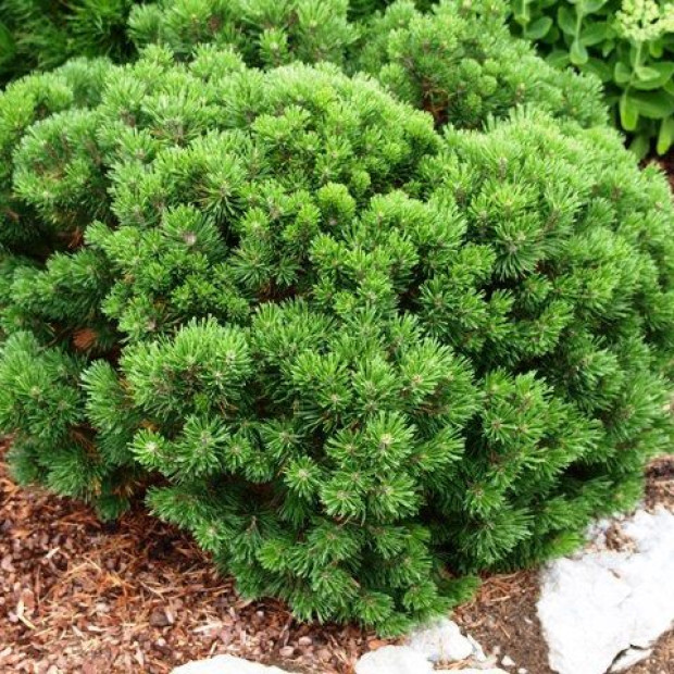 Фото 3. Сосна горная 