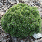 Миниатюра 2. Сосна горная 