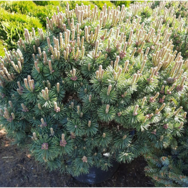 Фото 1. Сосна горная 