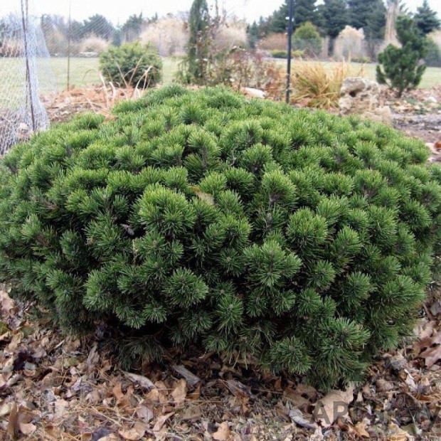 Фото 4. Сосна горная 