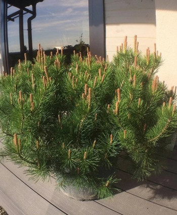 Сосна горная Mughus в каталоге СЦ Корекозево