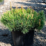 Миниатюра 2. Сосна горная 