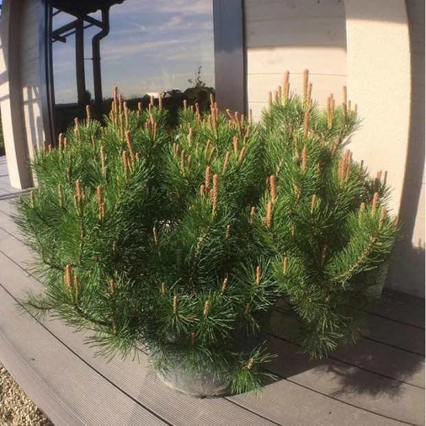 Фото 1. Сосна горная 