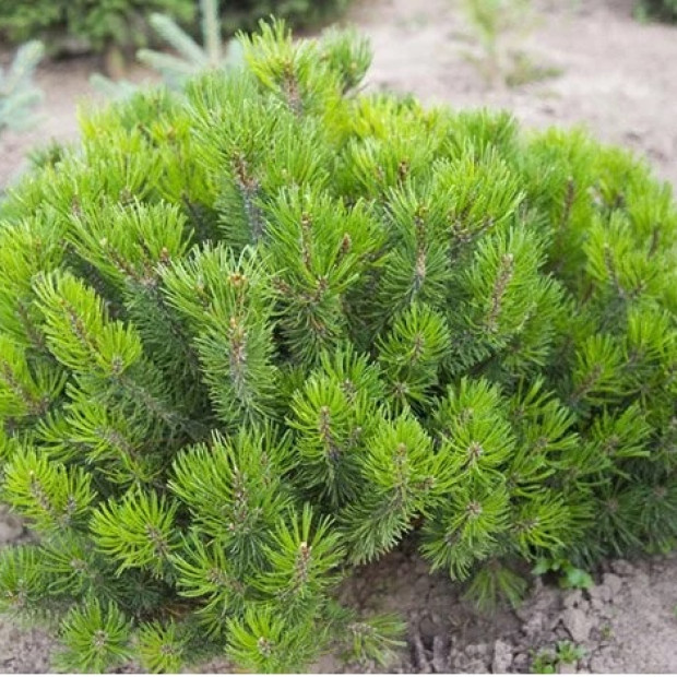 Фото 4. Сосна горная 