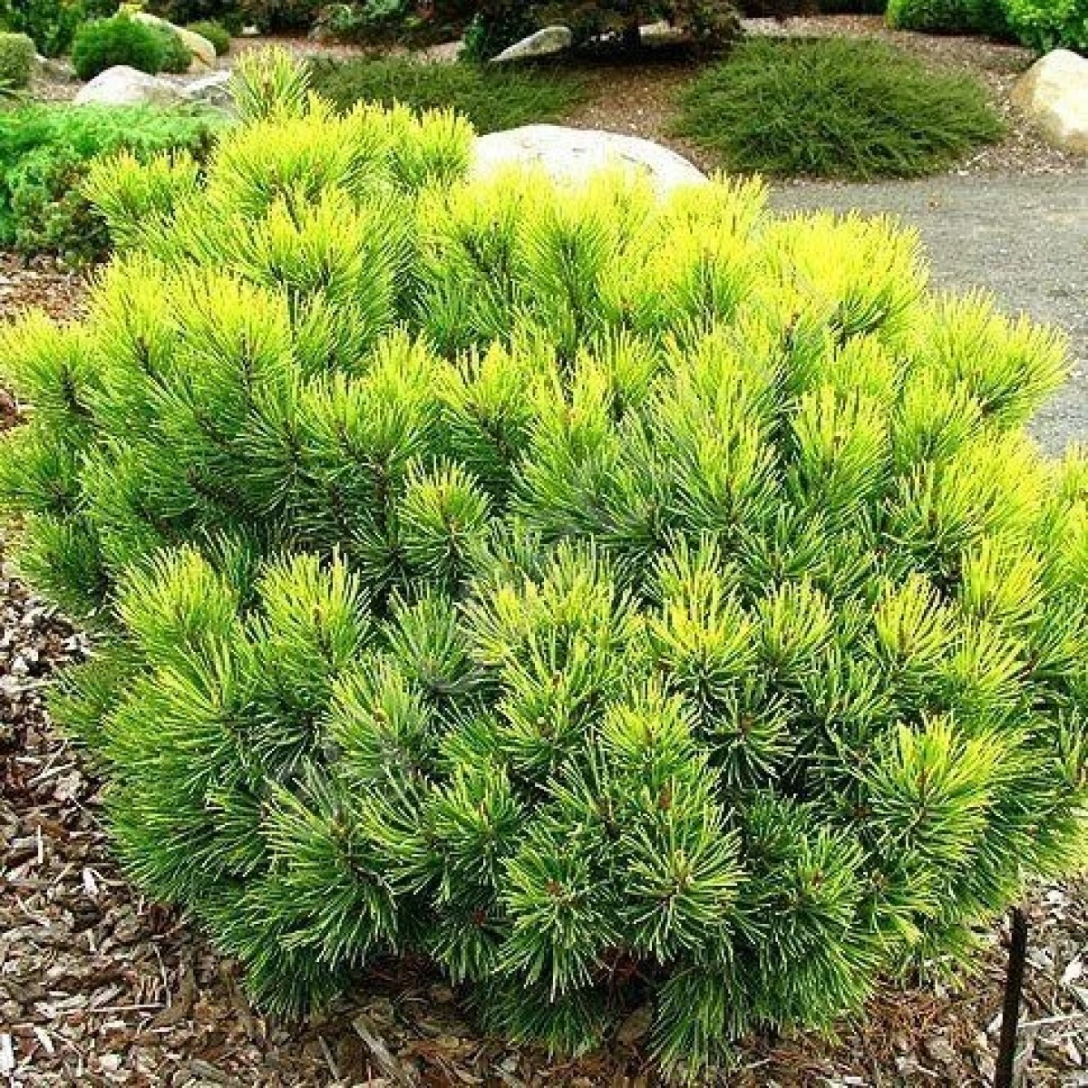 Сосна горная Ophir в каталоге СЦ Корекозево