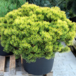 Миниатюра 2. Сосна горная 