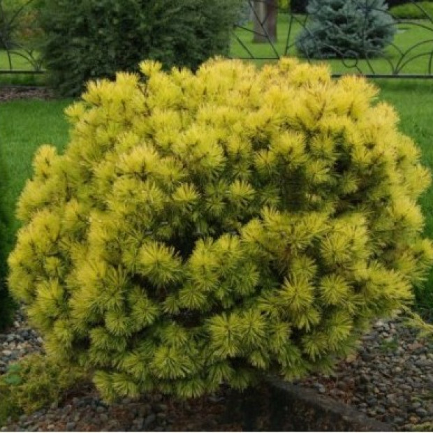 Фото 4. Сосна горная 