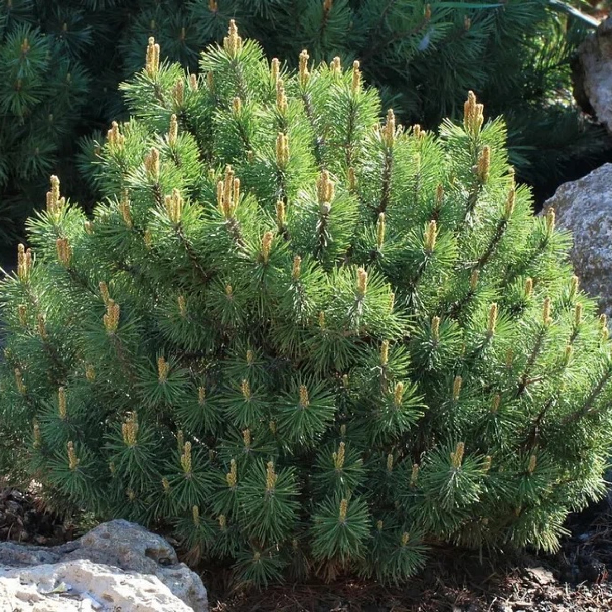 Сосна горная Pumilio в каталоге СЦ Корекозево