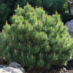 Миниатюра 1. Сосна горная 