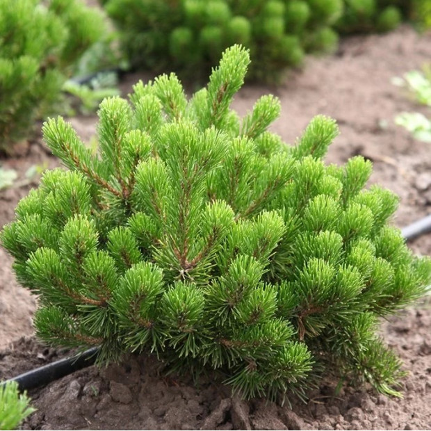 Фото 2. Сосна горная 