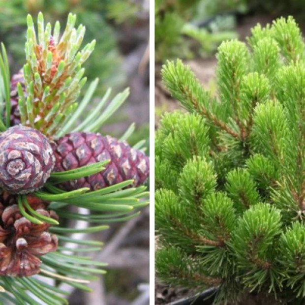 Фото 3. Сосна горная 