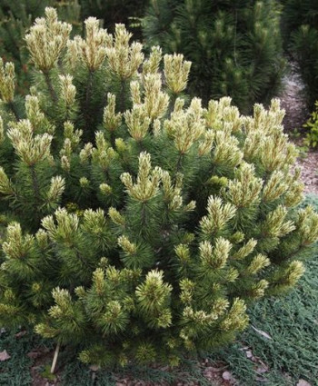 Сосна горная Sunshine в каталоге СЦ Корекозево