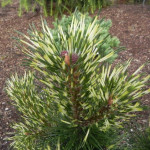 Миниатюра 1. Сосна горная 