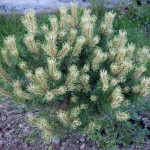 Миниатюра 4. Сосна горная 