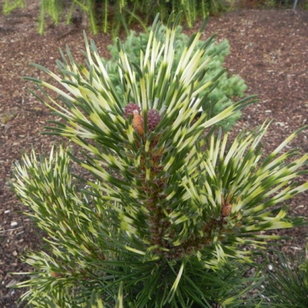 Фото 1. Сосна горная 