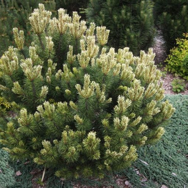 Фото 2. Сосна горная 