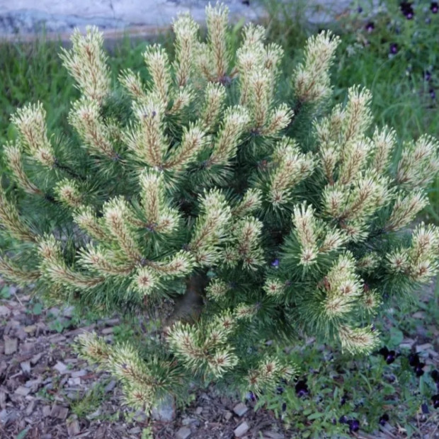 Фото 4. Сосна горная 